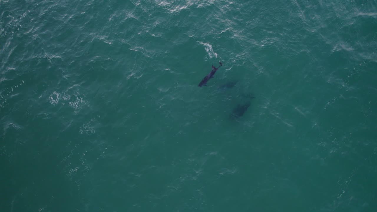 태즈먼 바다에 있는 병코돌고래 떼의 공중 전망 - 드론 탑다운