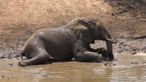 imágenes notables de una manada familiar de elefantes africanos disfrutando de un baño de barro en un abrevadero en el parque erindi namibia áfrica 3