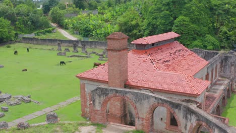 Herd-Of-Cattle-Grazing-At-Nigua-Sugar-Mill-In-San-Gregorio-de-Nigua,-Dominican-Republic