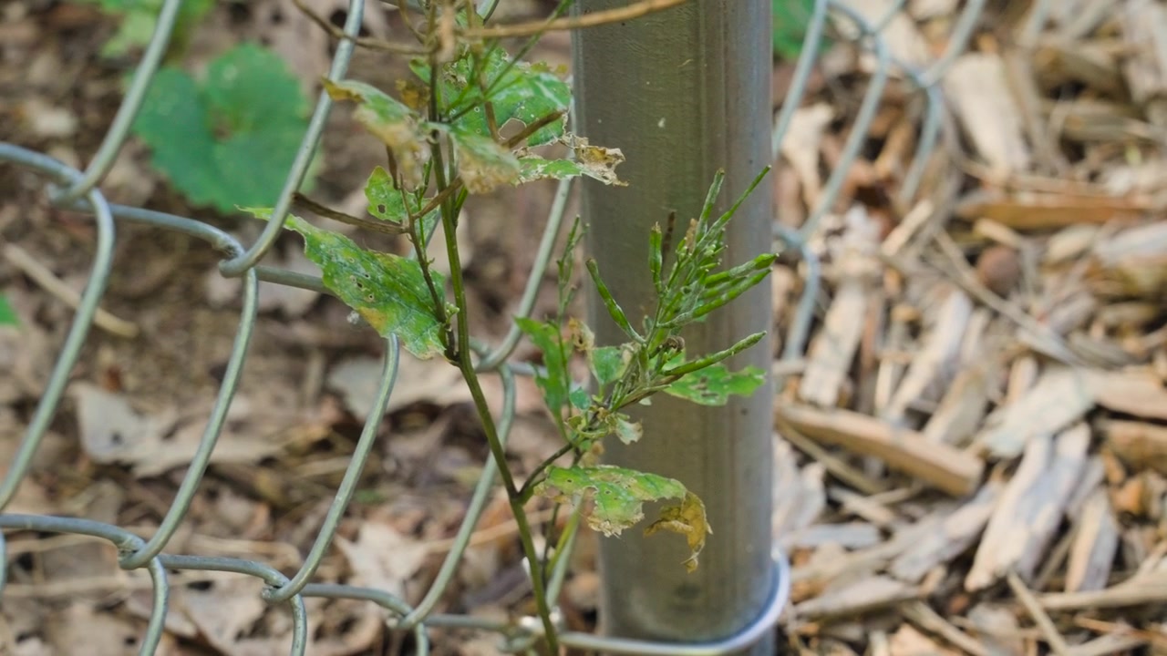 Spirende plante af en invasiv løgkarse-ukrudtsplante