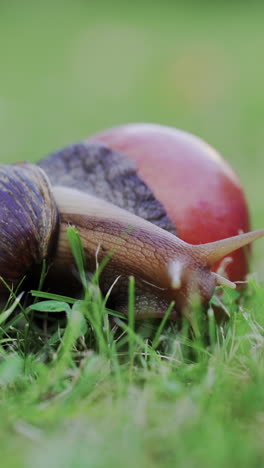 large snail achatina fulica crawling in the garden. vertical video