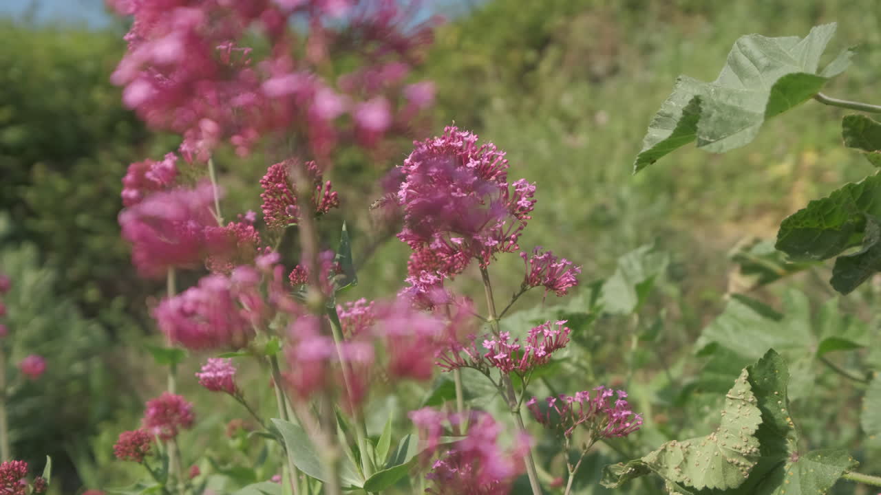 campo de flor rosa valeriana roja que florece en primavera
