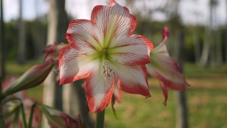 slow parallax around white and coral colored amaryllis growing on isle of pines