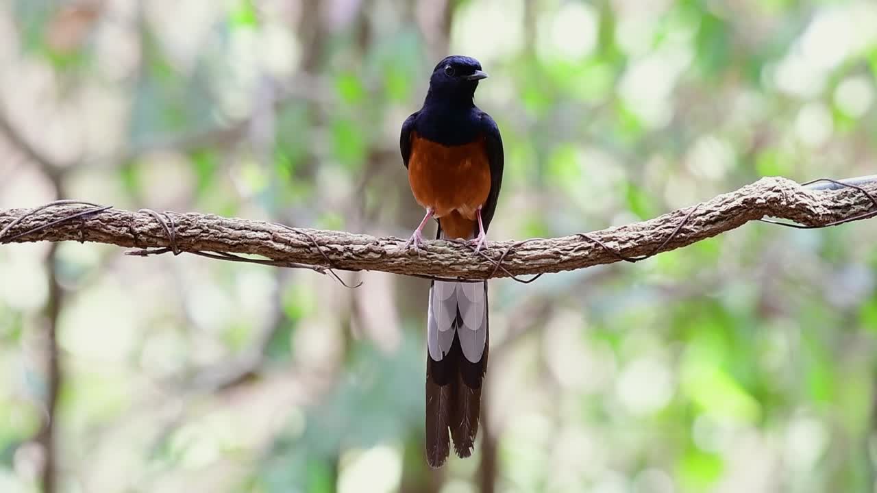 shama de rabadilla blanca encaramado en una vid con fondo bokeo del bosque, copsychus malabaricus, en cámara lenta