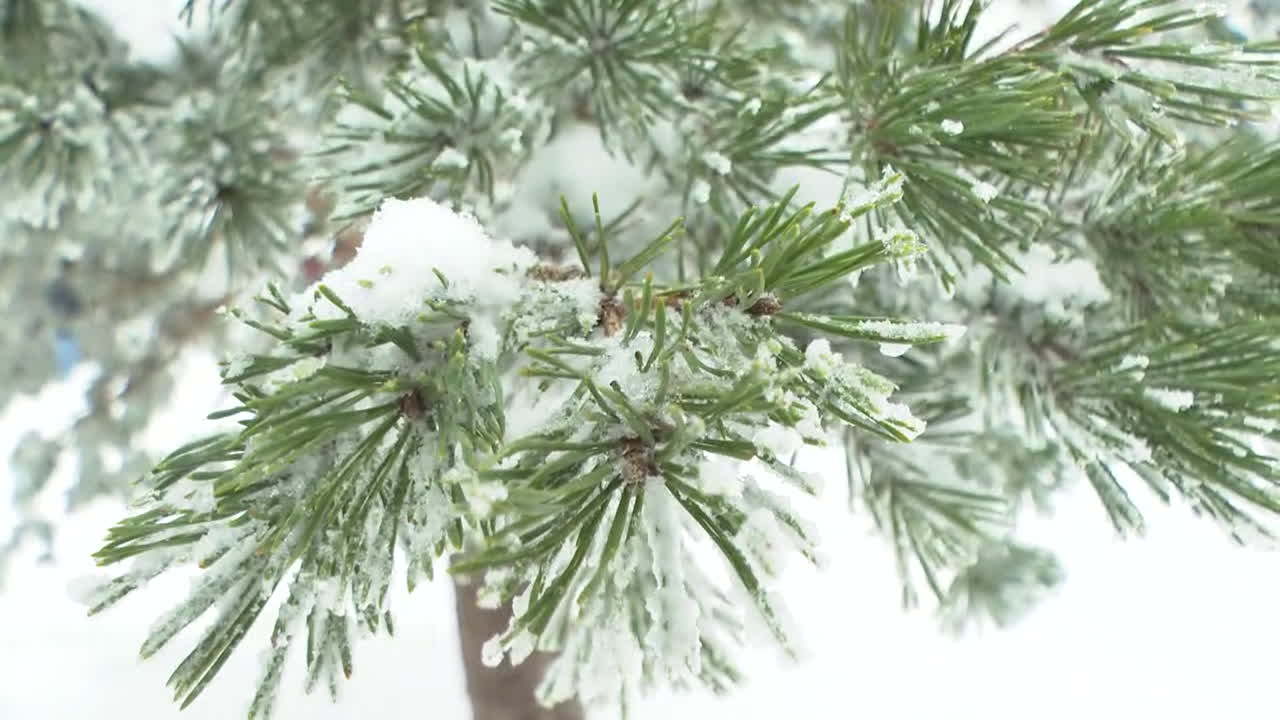 눈 인 소나무 가지
