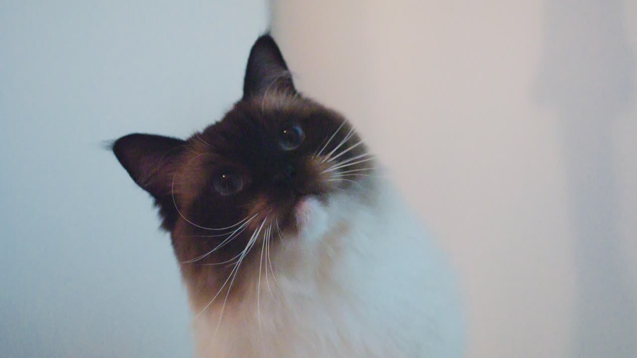 splendido gatto ragdoll che gioca in interni luminosi, gatto carino con occhi azzurri al rallentatore, di razza pura