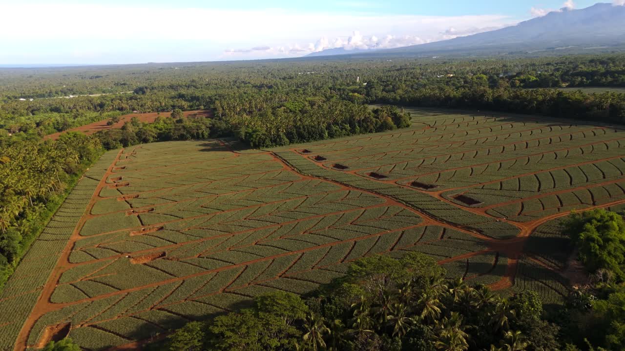 Aerial drone footage of tropical farmland with geometric crop patterns surrounded by lush forest in the Philippines. Perfect for agriculture, sustainability, and cinematic projects