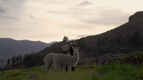 local life in colca valley: alpaca playtime in green fields