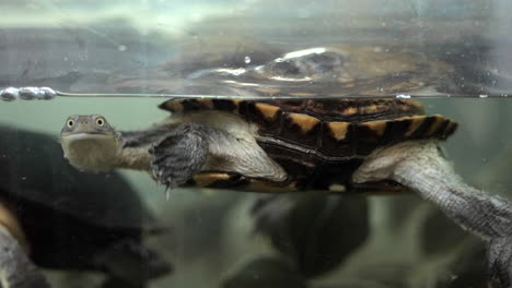 Neugierige-Schildkröten-Paddeln-In-Einem-Wassertank,-Aus-Nächster-Nähe