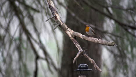 european robin sitting on a branch in a tree