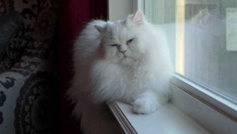 Flauschige-Weiße-Perserkatze-Sitzt-Im-Fenster