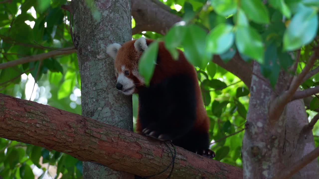 Detailní záběr pandy červené (Ailurus fulgens) šplhající na strom