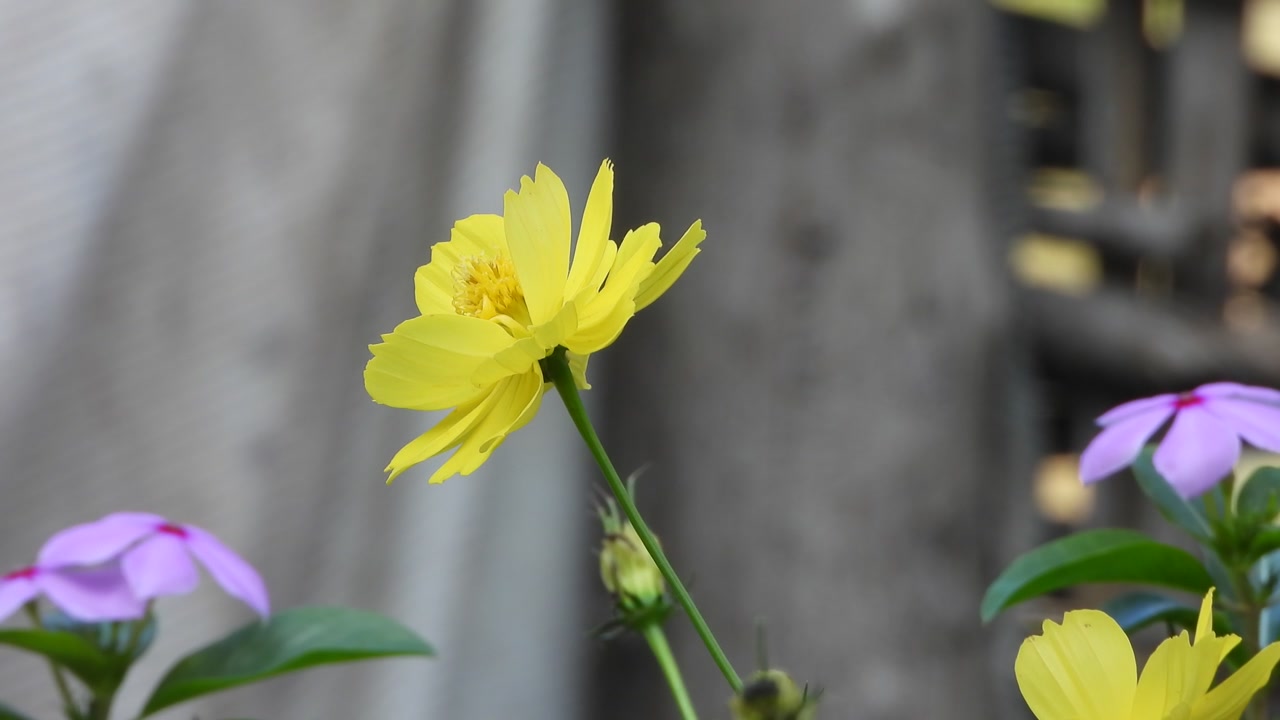 Bunga-bunga indah - kuning - hijau