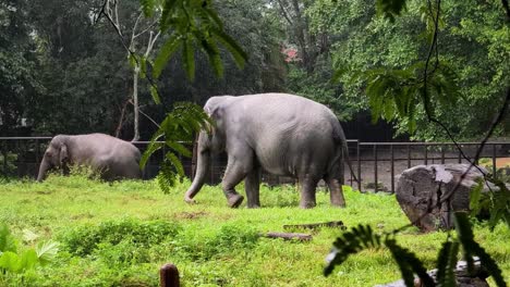 elephants in a rainy zoo