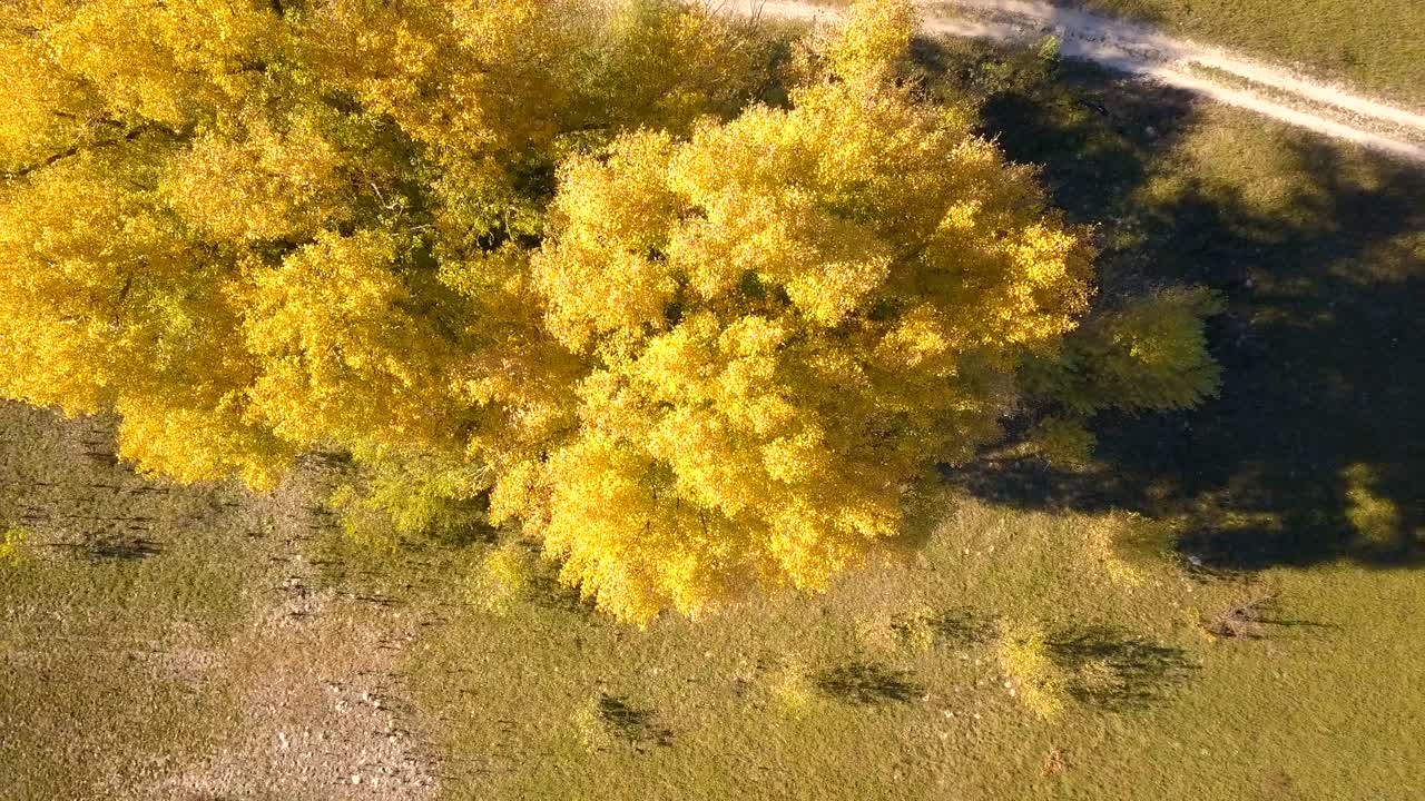 4k aerial: 황색 나무 왕관 위의 에서 가을 시간