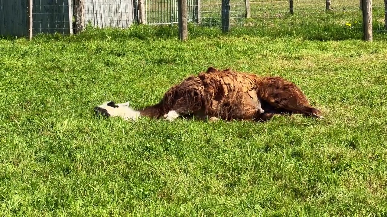 Lama marrone e bianco sdraiato sull'erba in una giornata di sole.