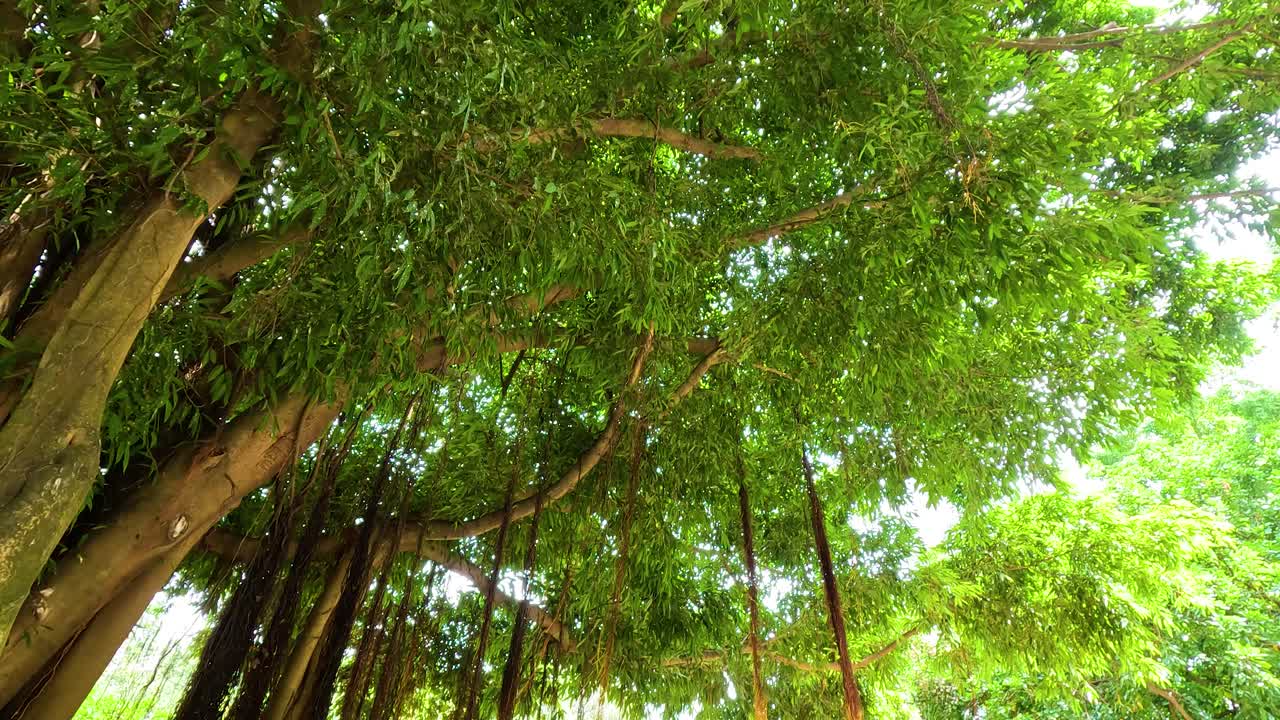 활기찬 초록색으로 평화로운 공원 풍경