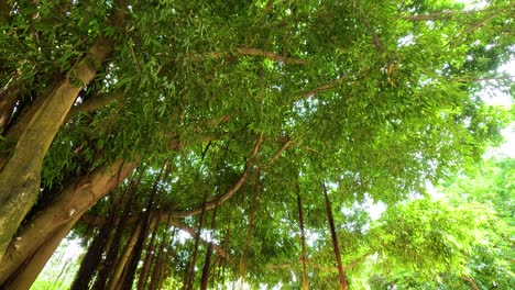 una escena pacífica en el parque con una vegetación vibrante