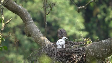 a-young-javan-hawk-eagle-chick-was-waiting-for-its-father-in-a-nest-in-a-big-tree
