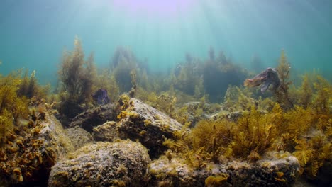 Riesige-Australische-Tintenfische-Sepia-Apama-Migration-Whyalla-Südaustralien-4k-Zeitlupe,-Paarung,-Eier-Legen,-Kämpfen,-Aggregation,-Unter-Wasser