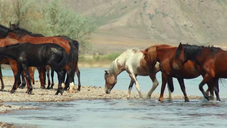 The-untamed-spirit-of-feral-horses,-domesticated-stock,-as-they-roam-freely-in-the-summer-heat