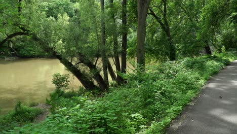 trees close to water blowing in the wind