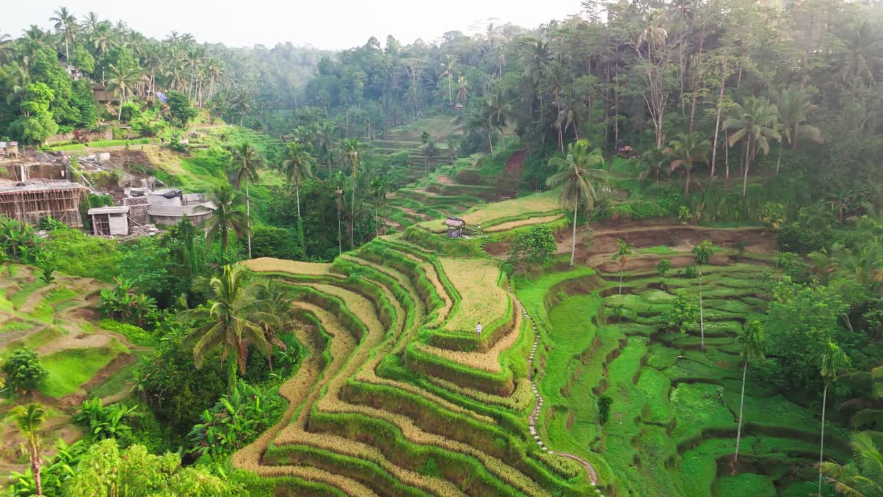 Ripresa cinematografica con drone che si allontana per rivelare le rigogliose risaie a terrazze di Tegallalang a Ubud, Bali. Un uomo solitario si trova su una terrazza circondato da palme tropicali e agricoltura tradizionale