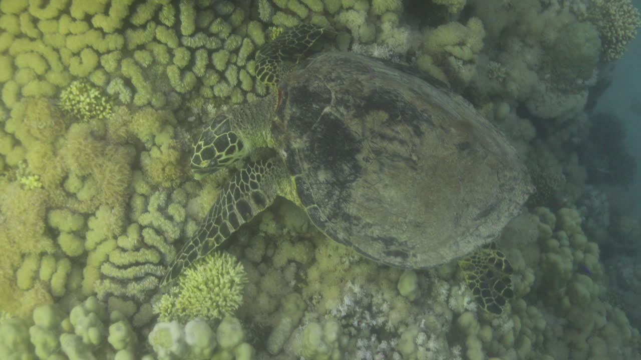 이집트 홍해의 산호초에 있는 바다거북