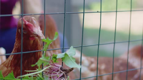 el pollo come pasto y plantas.