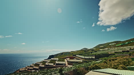 banana plantation on a coastal hillside