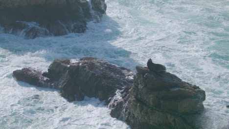 Vida-Silvestre-De-Big-Sur:-Plano-General-De-Un-León-Marino-Descansando-Sobre-Una-Roca-Mientras-Grandes-Olas-Salpican