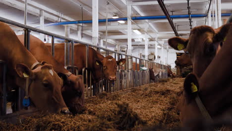 Dentro-De-Una-Granja-De-Vacas-Lecheras-De-Leche-Sueca-Con-Vacas-Hembras-Marrones-De-Pie-Y-Comiendo-Mucha-Hierba-De-Heno-Deliciosa-Y-Deliciosa-Y-Pasando-Un-Buen-Rato-En-Un-Día-De-Invierno