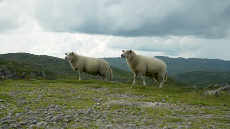 Two white sheep stand on a grassy hillside, surrounded by a lush landscape and scenic mountains in the distance under an overcast sky