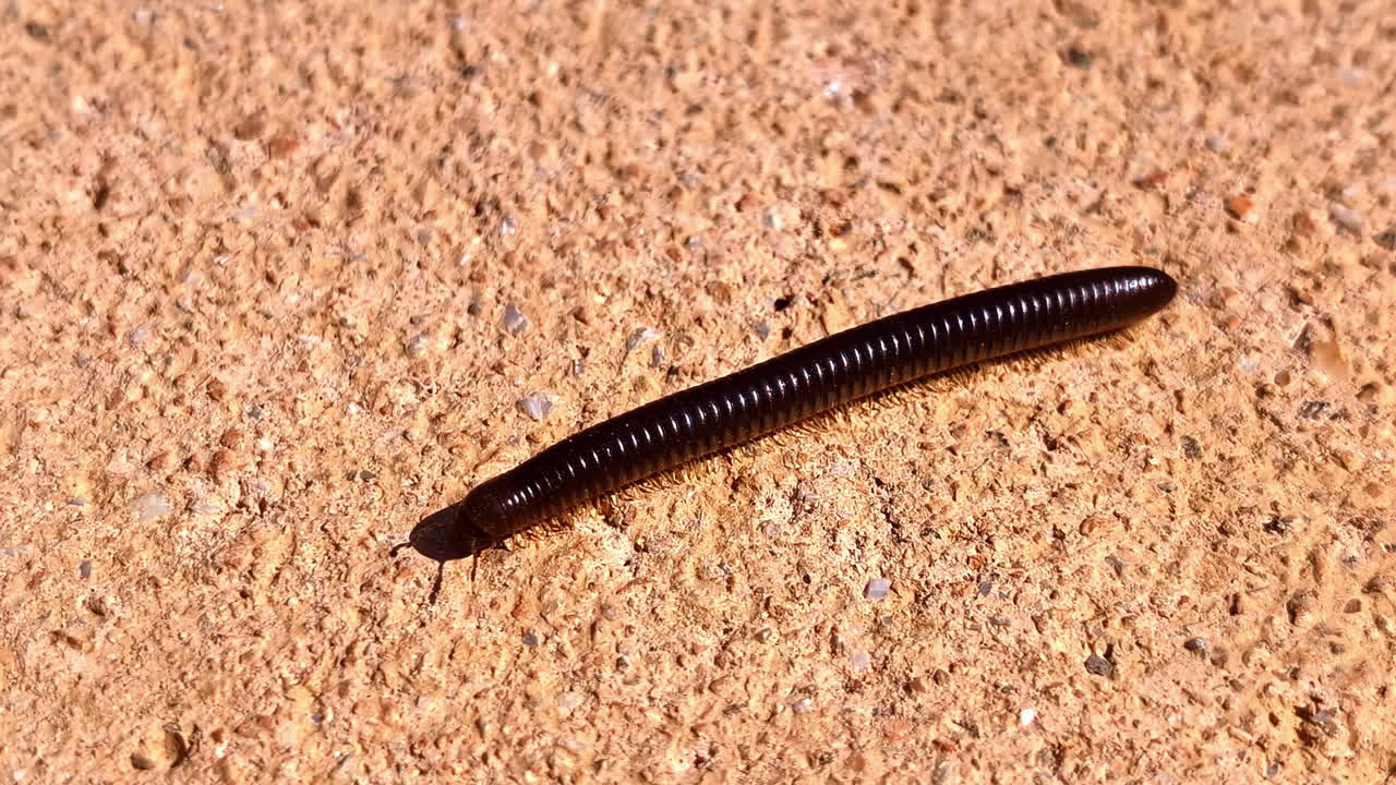 Close up detail shot of a centipede insect walking on textured ground
