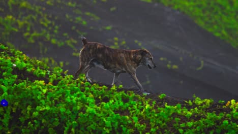 a dog walking across a lush green hill on a bright day, capturing the peaceful and natural vibe