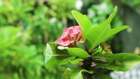 beautiful exotic flower under the rain