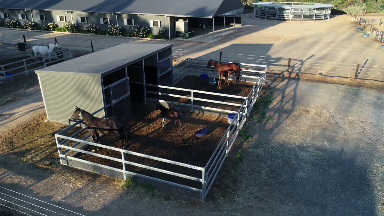 망아지와 말 위의 드론 시네마틱 팬