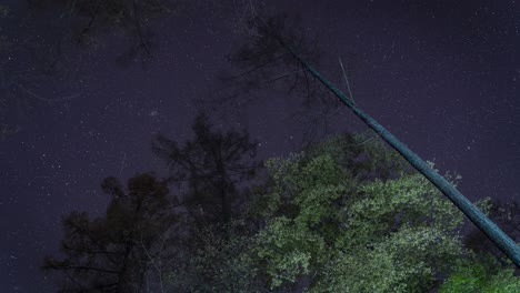 Sternzeitraffer,-Der-Aus-Einem-Dunklen-Wald-Mit-Sich-Bewegenden-Bäumen-Aufblickt