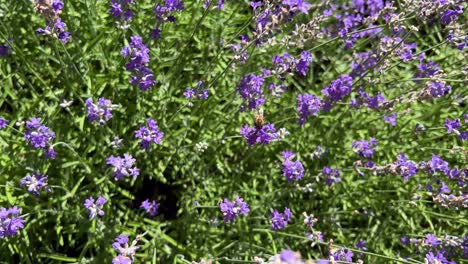 closeup of a bee pollinating a lavender flower. bee pollination. vibrant summer flower