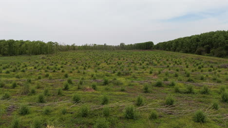 a vast field of newly planted crops, stretching across the landscape in rows.