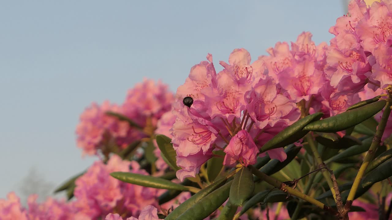 abejorros abejas volando en flores rosadas, florecimiento de la primavera