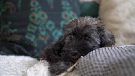 Lindo-Cachorro-Acostado-En-Un-Sofá-Acogedor-Y-Almohada-Para-Perros-Masticando-Hueso-En-Cámara-Lenta-Con-Ojos-De-Cachorro