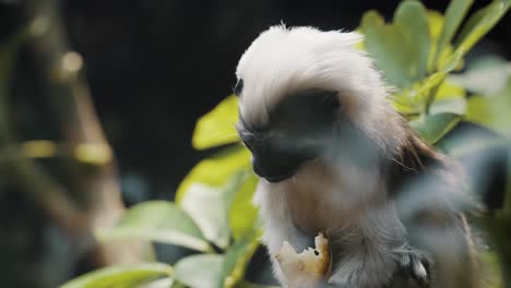 portrait of cotton-headed tamarin eating in tropical forest of northwestern colombia