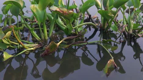 Plantas-De-Jacinto-De-Agua-En-Un-Lago-Tarde-Tranquila,-Puesta-De-Sol,-Amanecer