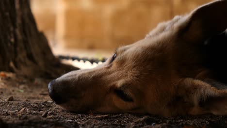 close up of german shepherd dog laying on floor relaxing