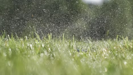 el palo de golf golpea una pelota de golf en una cámara súper lenta. gotas de rocío matutino y partículas de hierba se levantan en el aire después del impacto.