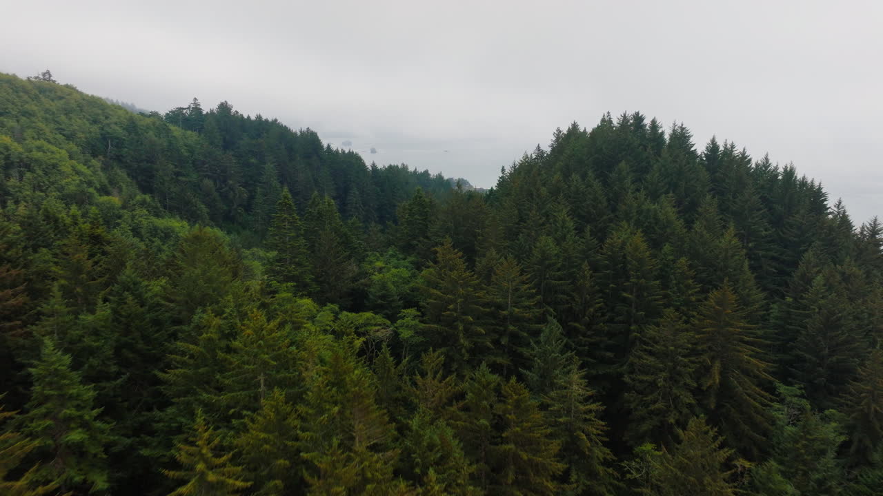 Foresta sempreverde nebbiosa in riva all'acqua