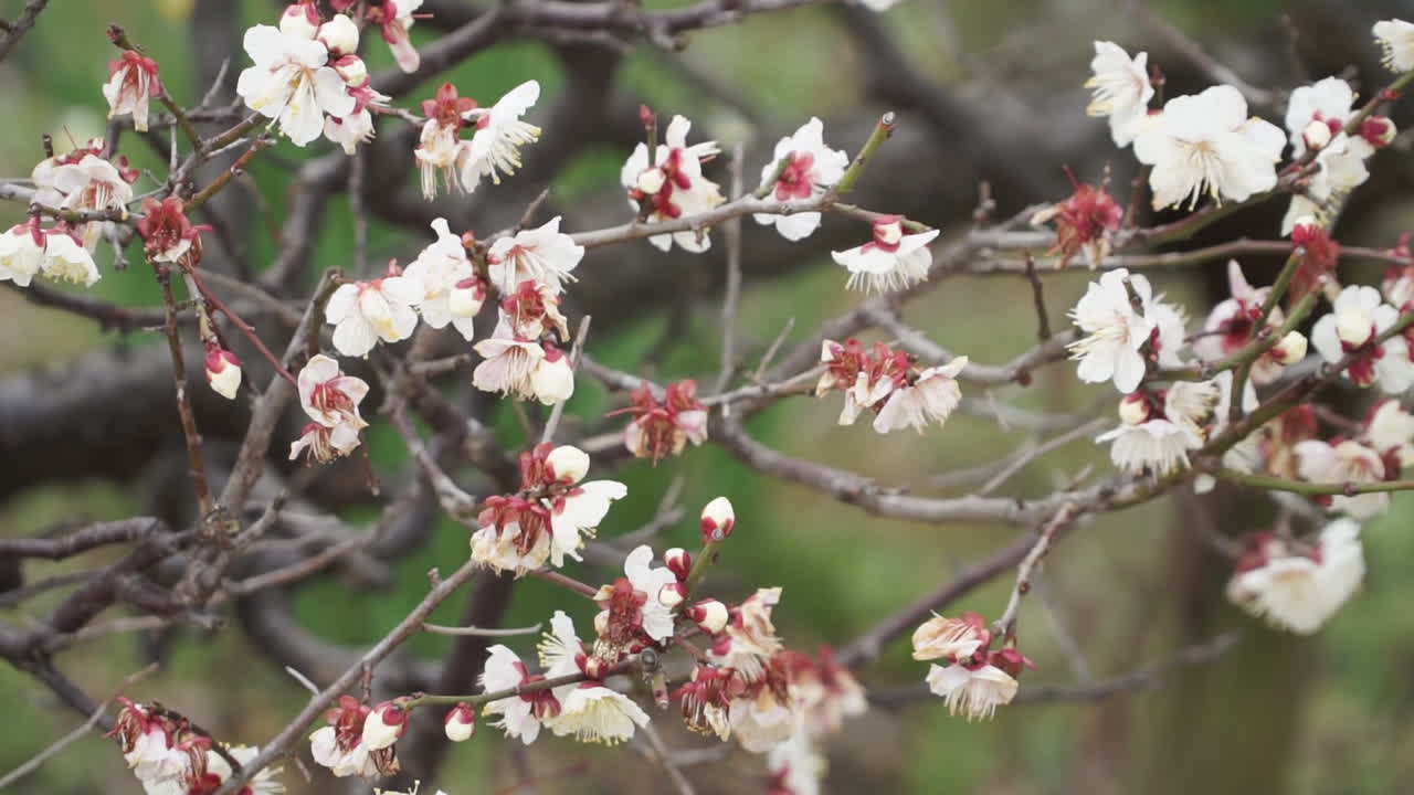 First beautiful white cherry blossom flowers in bloom before the traditional Sakura hanging from a tree branch in the wind