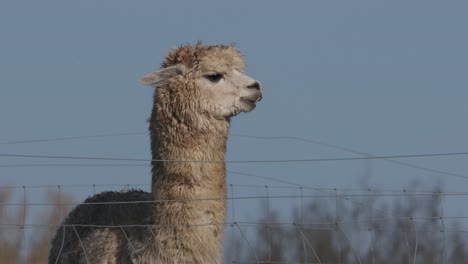 alpaca parado quieto blanco esponjoso animal domesticado