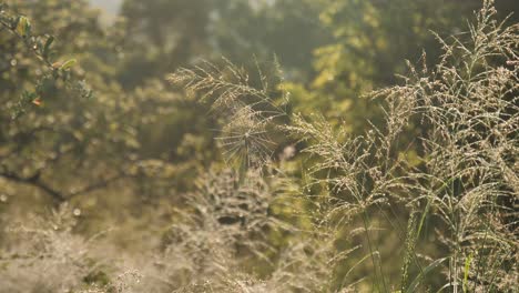 Spinnennetz-Sonnt-Sich-Im-Goldenen-Stundenlicht,-Das-An-Wildem-Gras-Hängt